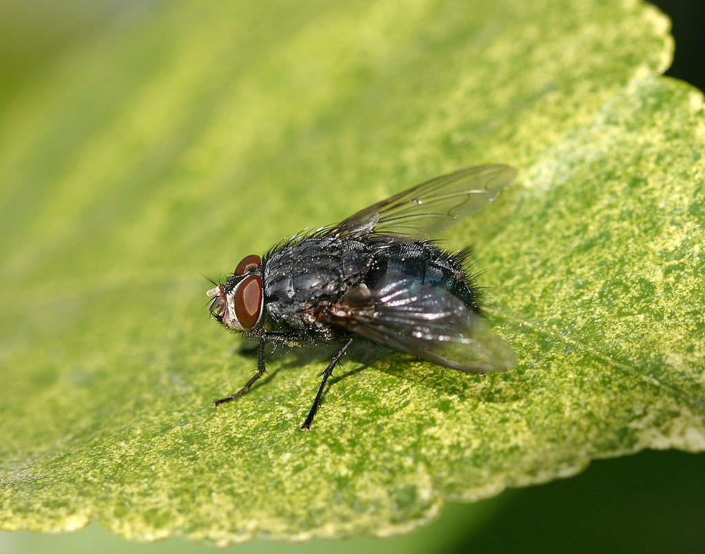 Orange-bearded Bluebottle Fly from Feudenheim, 68259 Mannheim ...