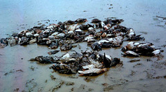 Sibirionetta formosa