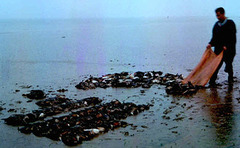 Sibirionetta formosa