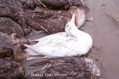 Sibirionetta formosa