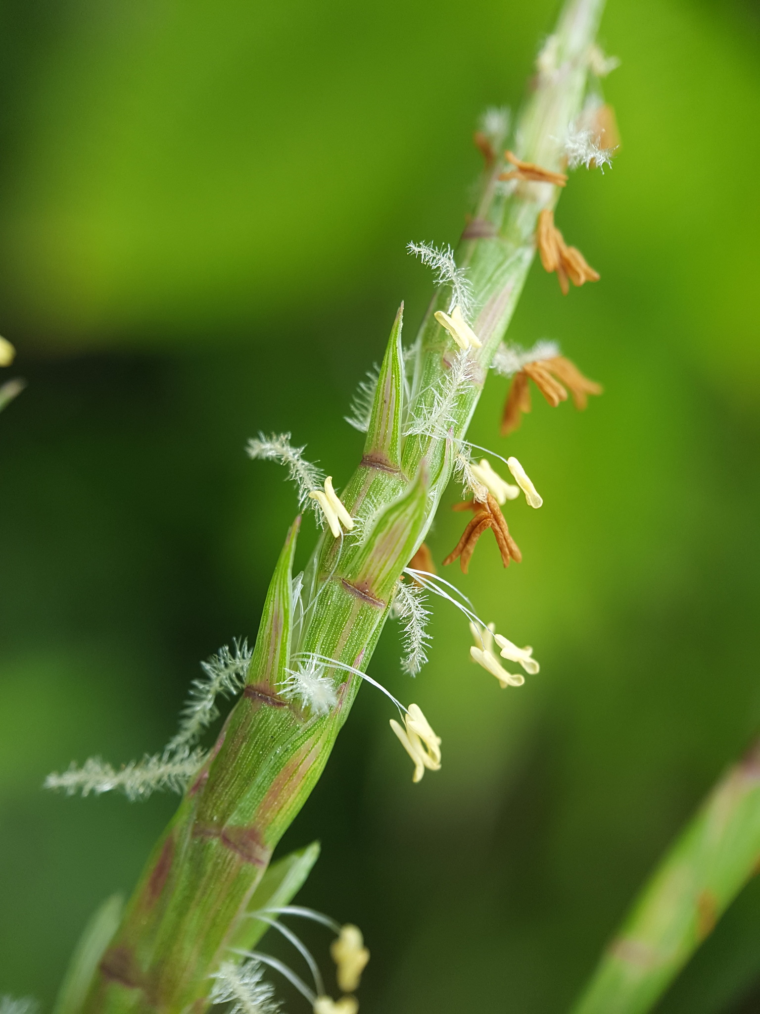 Hemarthria altissima