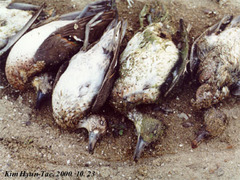 Sibirionetta formosa