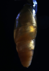 Spiraxidae