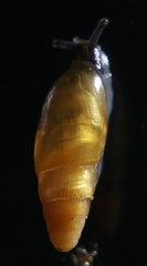 Spiraxidae