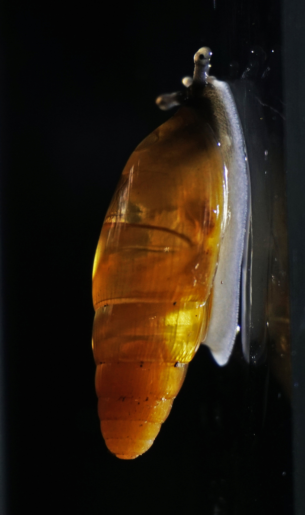 Salasiella