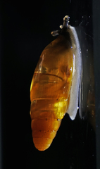 Spiraxidae