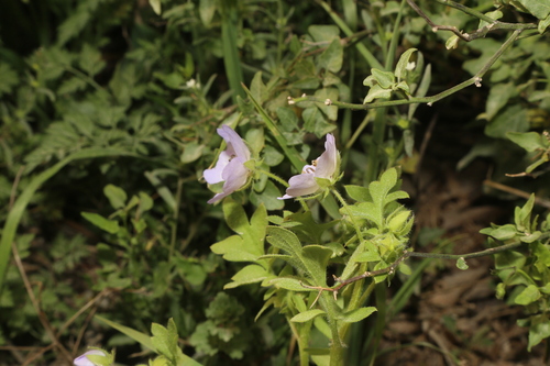 Image of Nemophila sayersensis by (c) Reid Hardin, some rights reserved (CC BY)