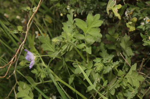 Image of Nemophila sayersensis by (c) Reid Hardin, some rights reserved (CC BY)
