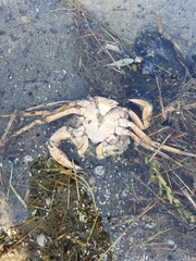 Carcinus maenas