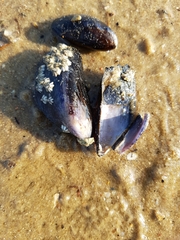 Mytilus edulis