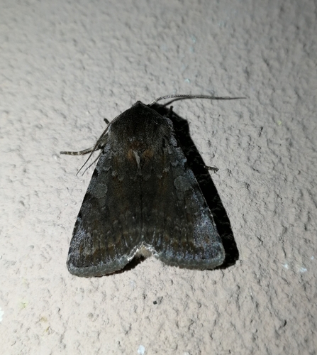 mora červenosivá (Cerastis rubricosa)