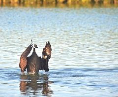 Branta canadensis