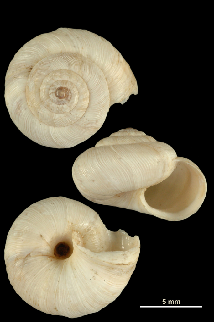 Helicella bolenensis