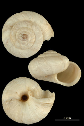 Hélicelle de Bollène