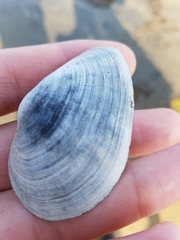 Mya arenaria