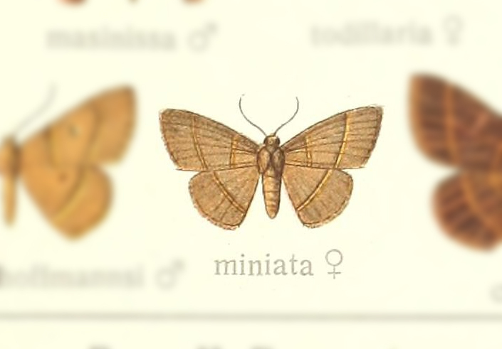 Semaeopus miniata