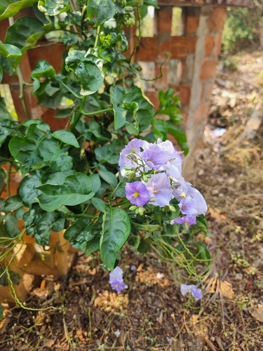 Image of Solanum wendlandii by (c) Daniel Cahen, some rights reserved (CC BY)