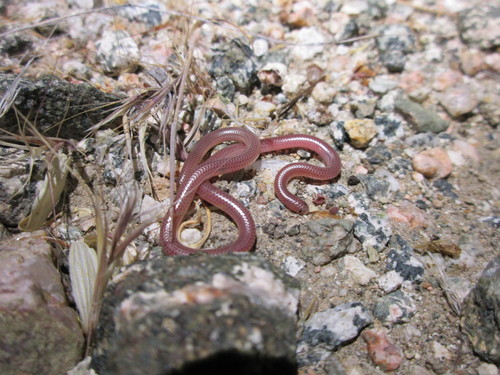 Western Threadsnake