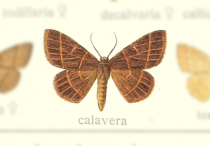 Semaeopus calavera