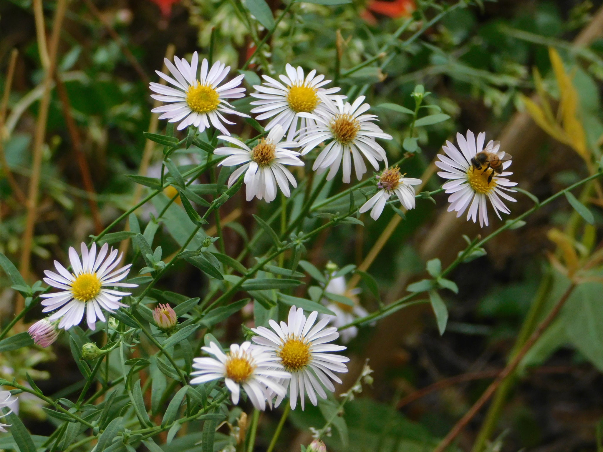 Symphyotrichum greatae