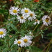 Greata's Aster - Photo (c) argyl1, some rights reserved (CC BY-NC)
