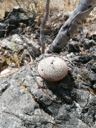 Mammillaria albilanata