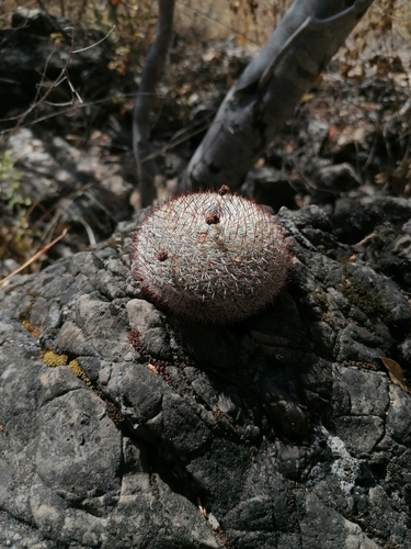 Mammillaria albilanata