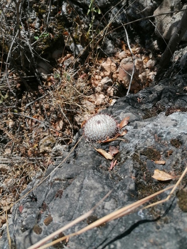 Mammillaria albilanata