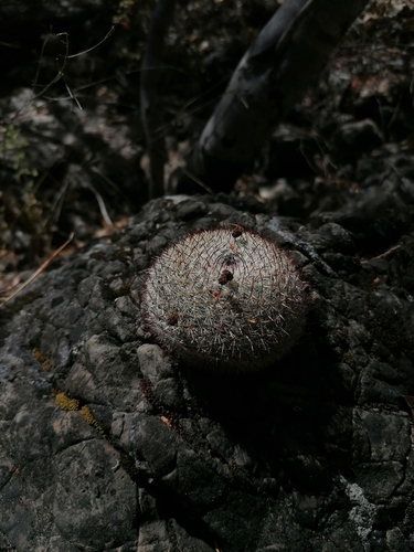 Mammillaria albilanata
