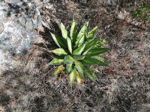 Agave convallis (Agave convallis)