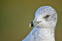Larus delawarensis