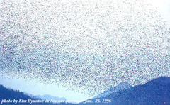 Sibirionetta formosa