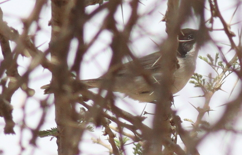Arabian Warbler (Curruca leucomelaena), photo 10