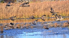 Branta canadensis