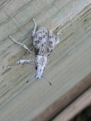 Ophryastes argentatus