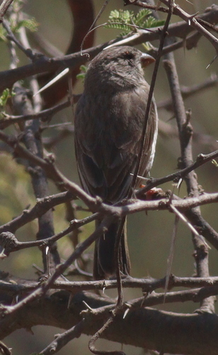 Arabian Serin (Crithagra rothschildi), photo 7