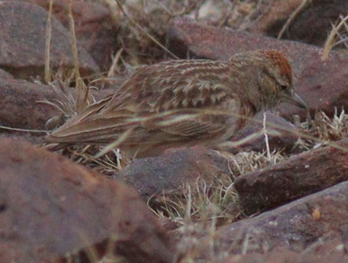 Rufous-capped Lark (Calandrella eremica), photo 4