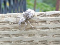 Ophryastes argentatus