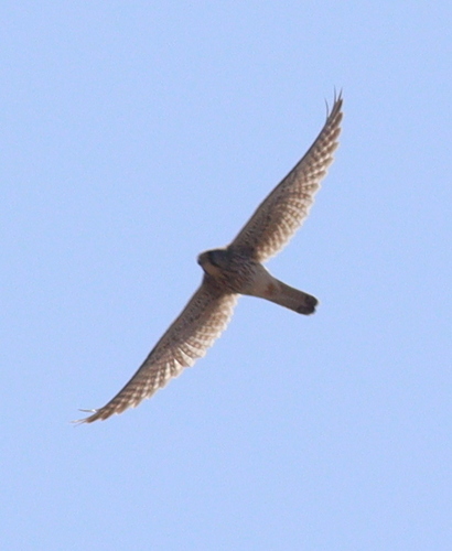 Eurasian Kestrel