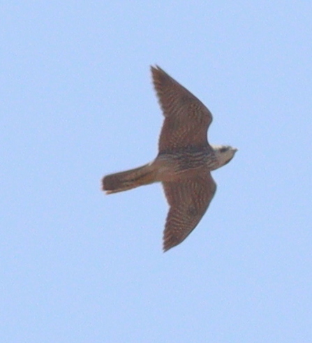 Peregrine Falcon