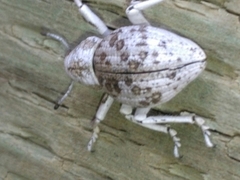 Ophryastes argentatus