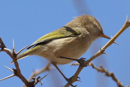 Brown Woodland Warbler (Phylloscopus umbrovirens), photo 6