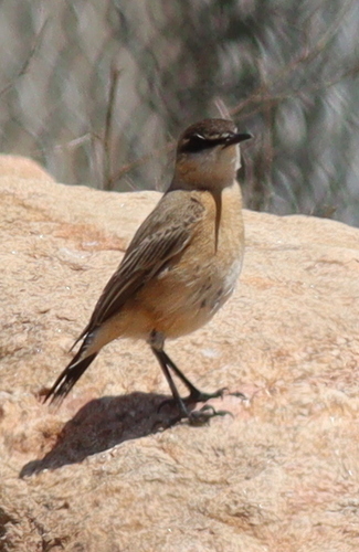 Buff-breasted Wheatear (Oenanthe bottae), photo 7