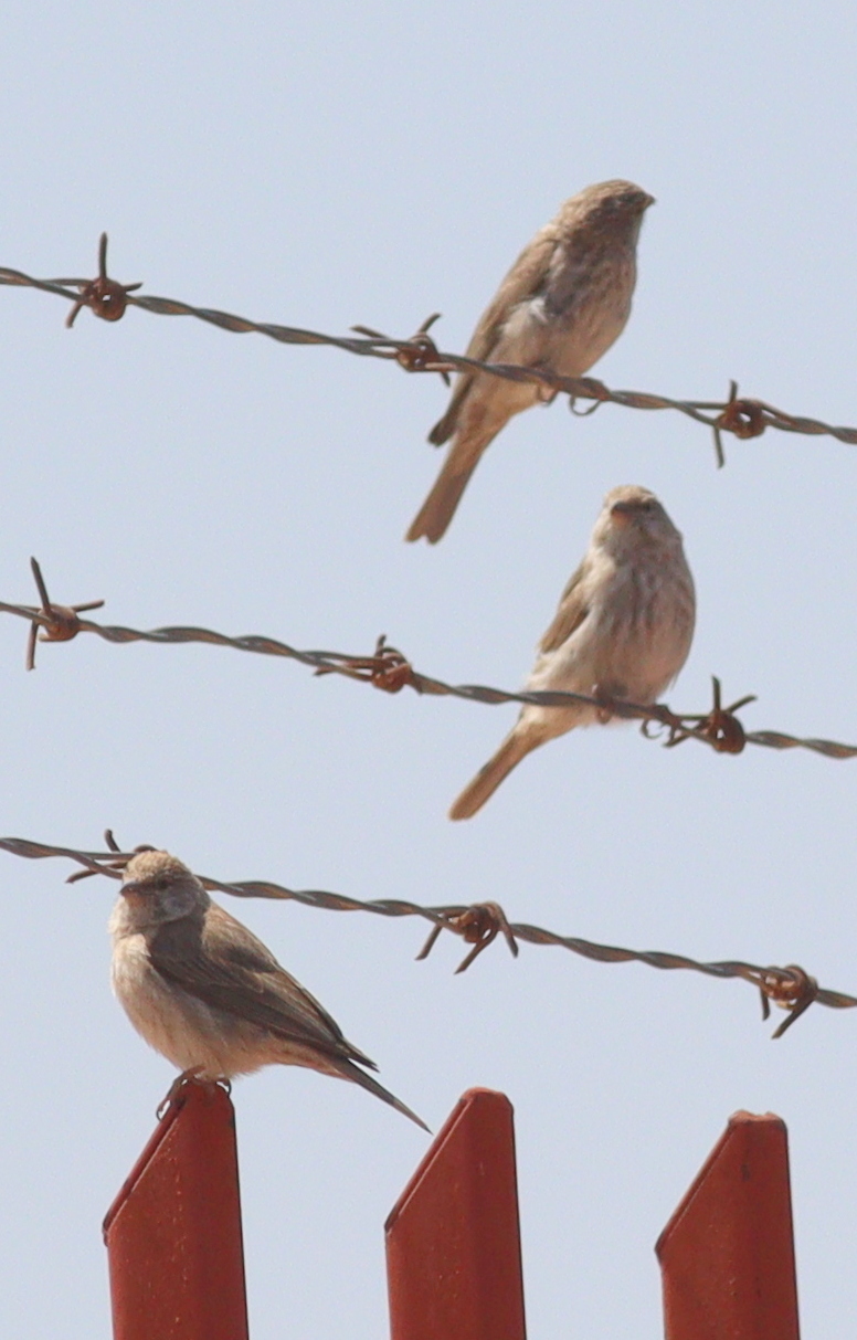 Yemen Serin (Crithagra menachensis), photo 10
