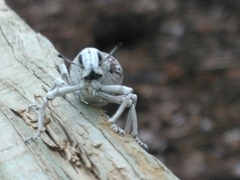 Ophryastes argentatus