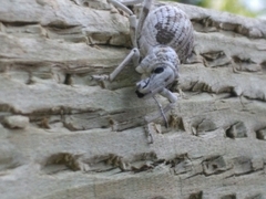 Ophryastes argentatus