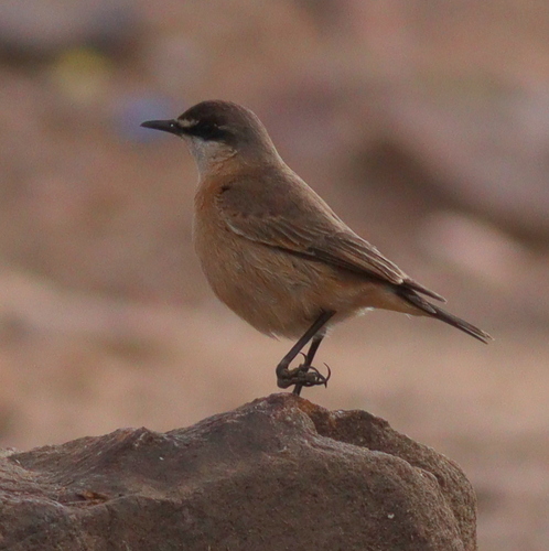 Buff-breasted Wheatear (Oenanthe bottae), photo 9