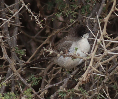 Arabian Warbler (Curruca leucomelaena), photo 8