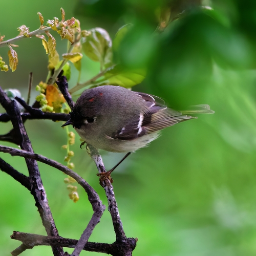 Ruby-crowned Kinglet photographed in Hawaii
