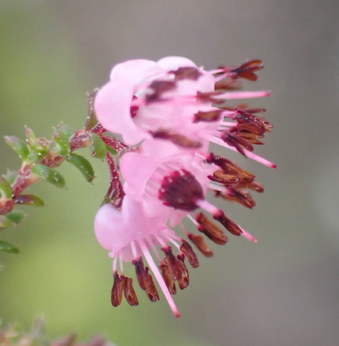 Image of Erica brachycentra by (c) Nicola van Berkel, some rights reserved (CC BY-SA)